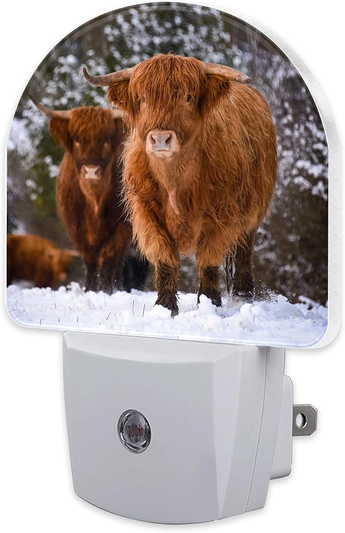 sndheke Highland Cow Night Light by sndheke