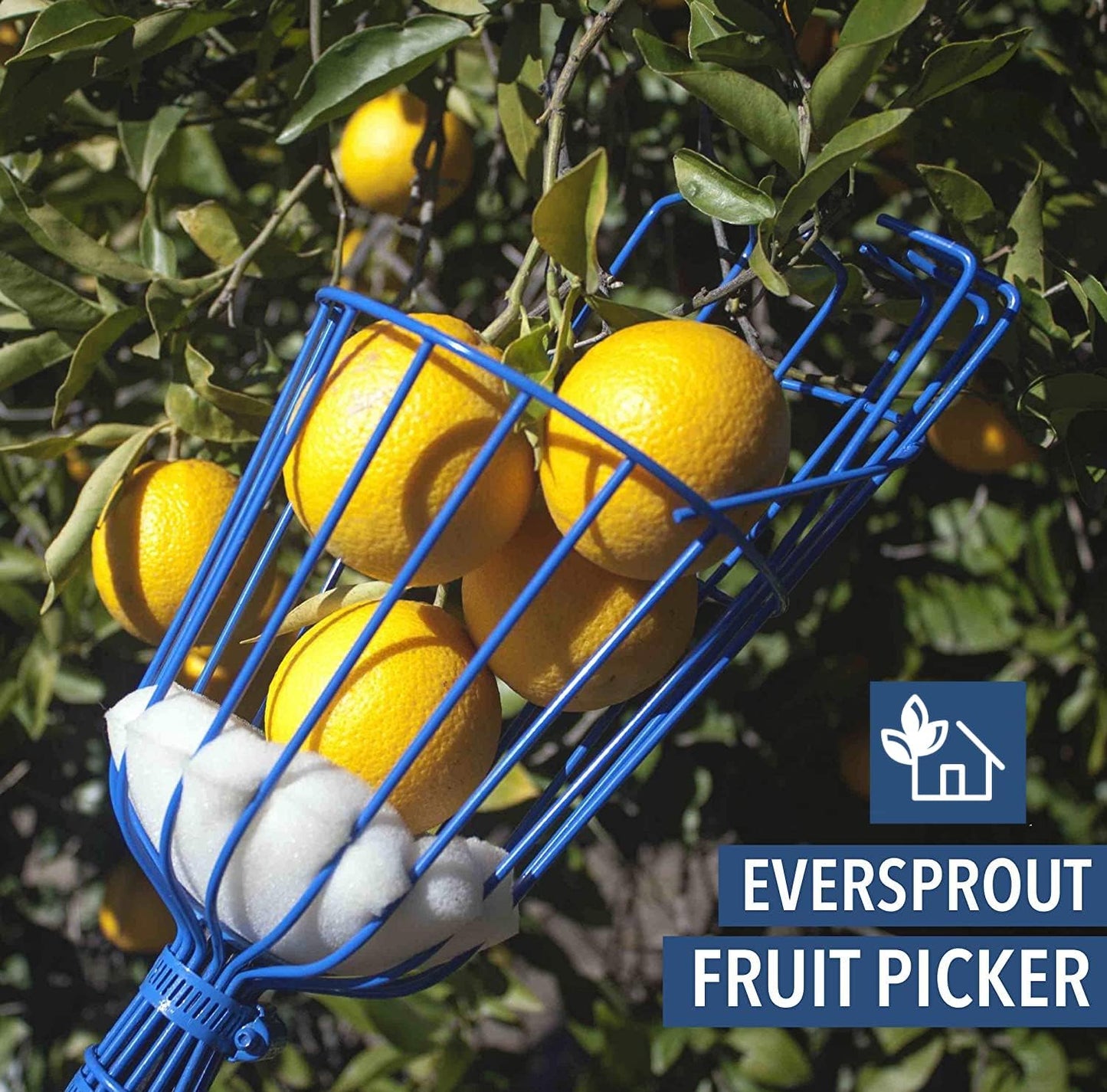 EVERSPROUT 4.5 to 12 Ft Fruit Picker with TwistOn Basket and Extension Pole | Fits 3/4-Inch ACME Poles, Foam-Cushioned Basket, Fits Fruit 1.25 to 5.5 Inches, for Apples, Oranges, Limes, Mangos and More