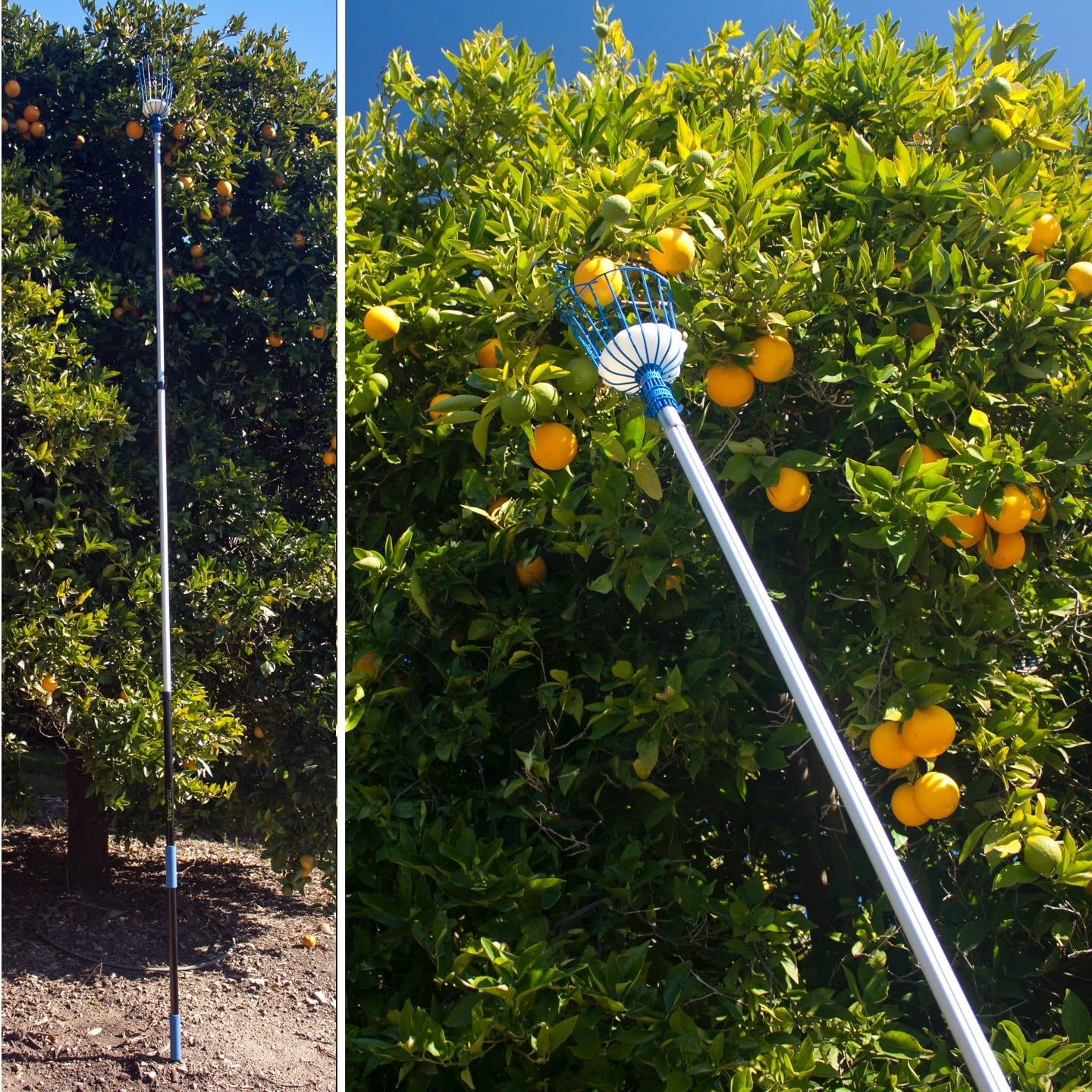 EVERSPROUT 4.5 to 12 Ft Fruit Picker with TwistOn Basket and Extension Pole | Fits 3/4-Inch ACME Poles, Foam-Cushioned Basket, Fits Fruit 1.25 to 5.5 Inches, for Apples, Oranges, Limes, Mangos and More